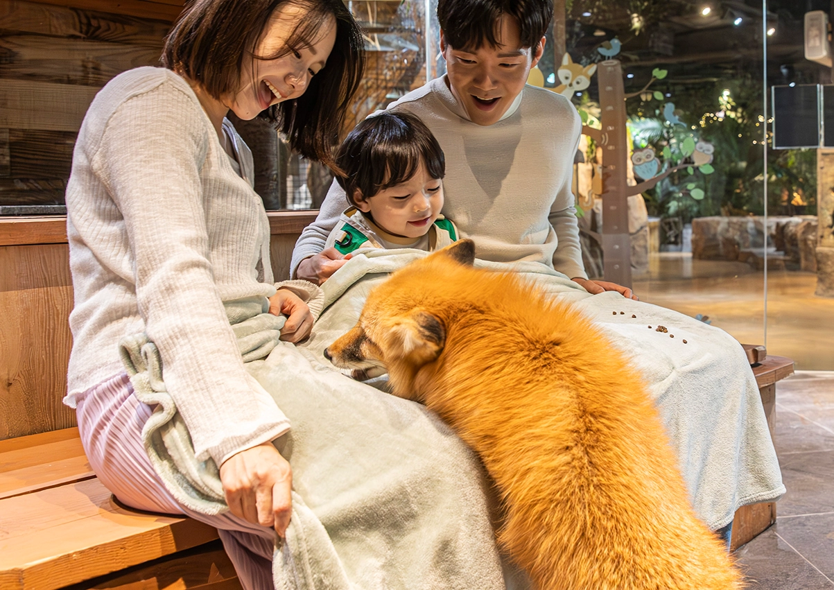 붉은여우 식사시간