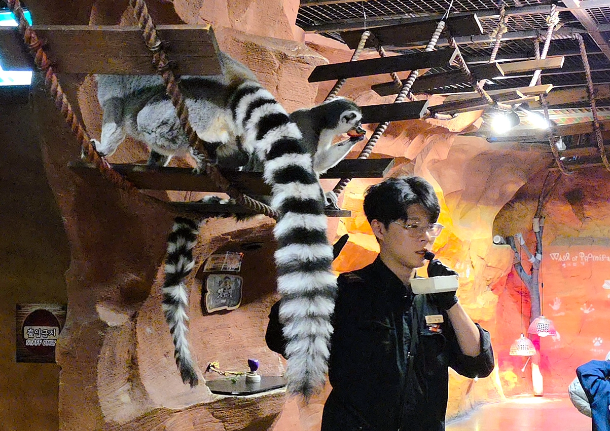 알락꼬리여우원숭이의 산책